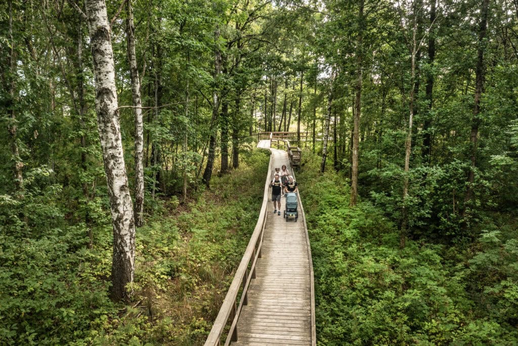 Familj promenerar på träspången i Knorrens friluftsområde. 